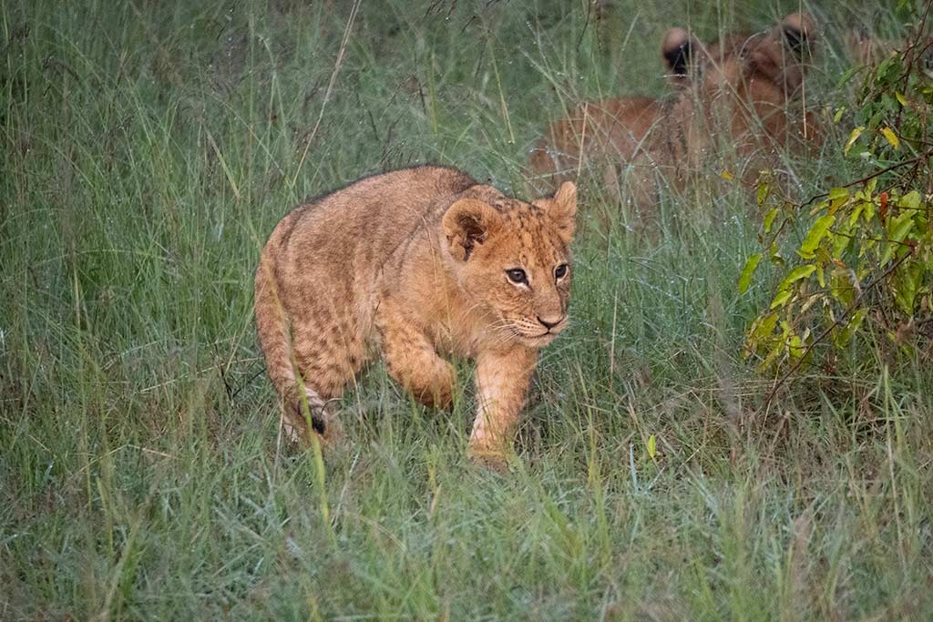 Mara Bush Camp