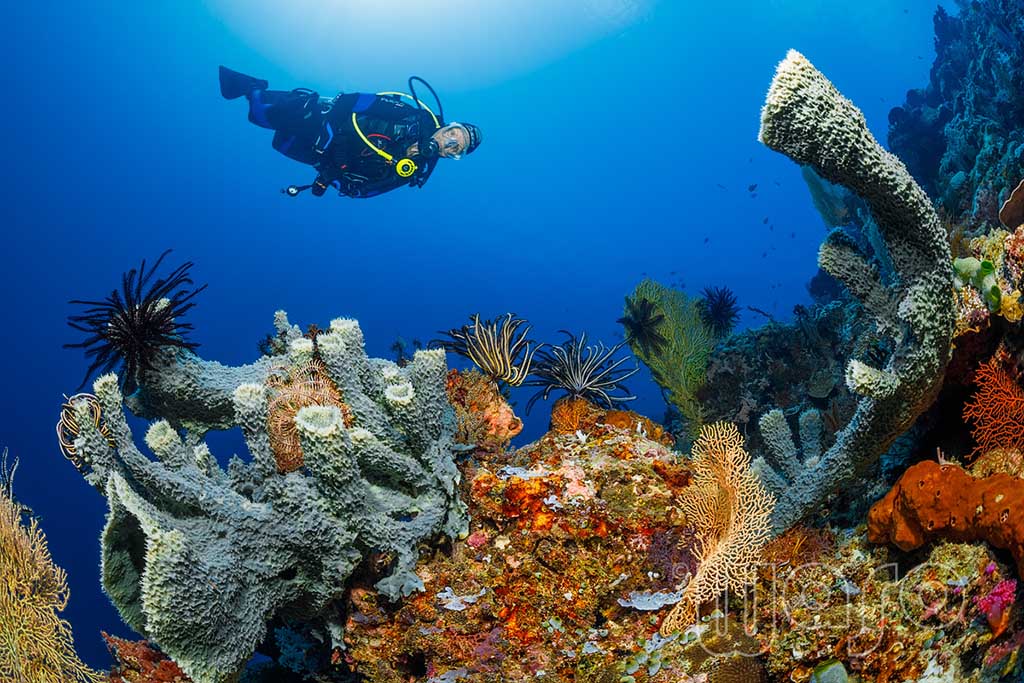 Karang Divers