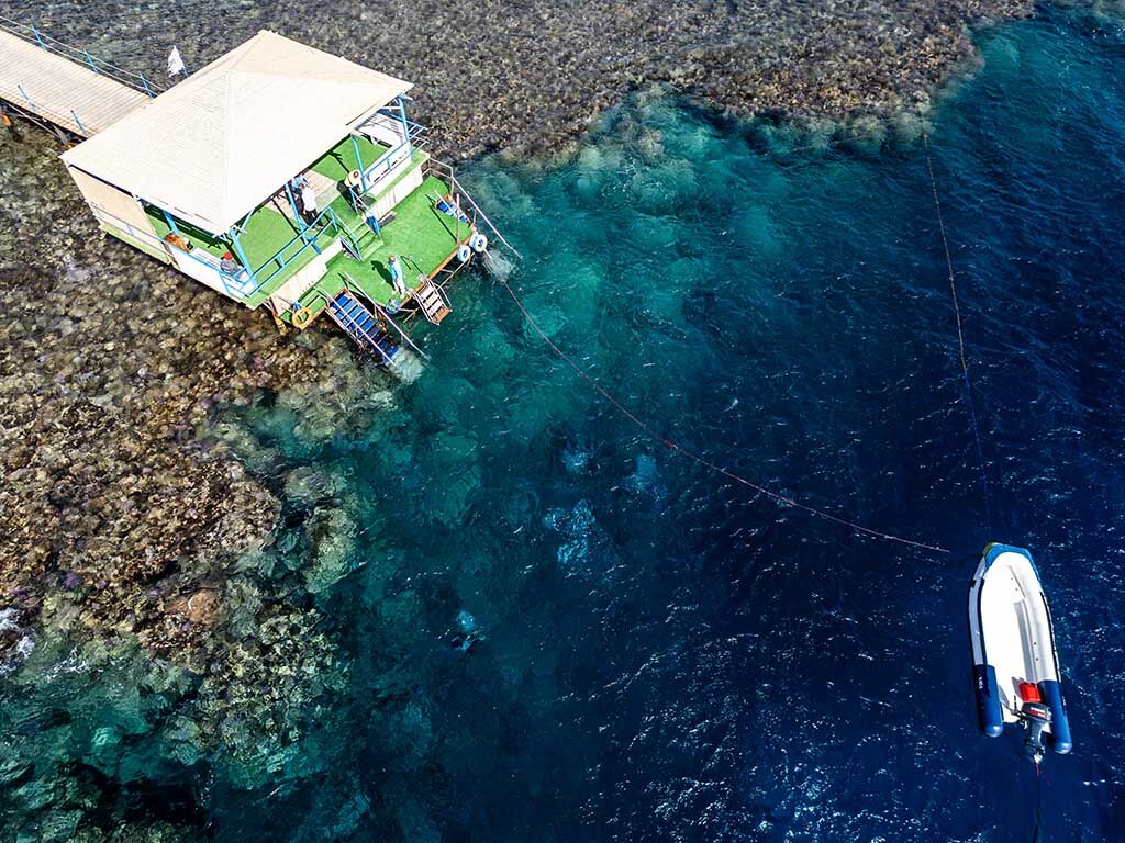 Ducks Diving Quesier