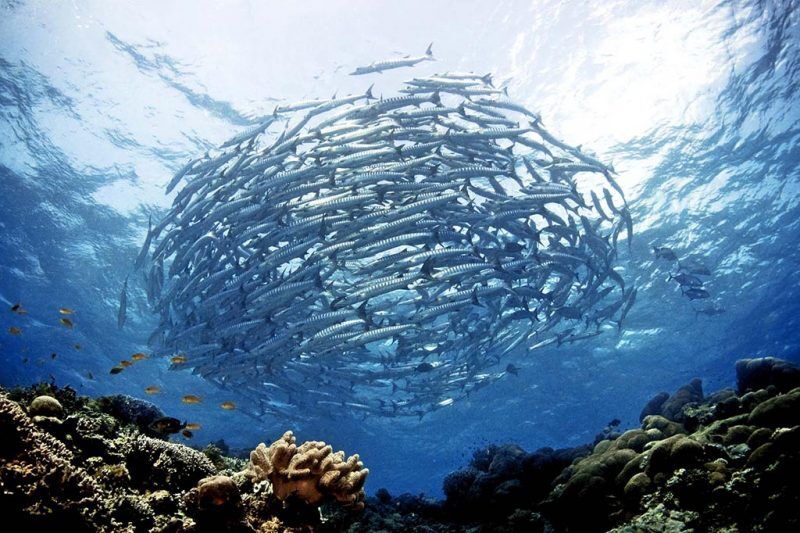 Sipadan Kapalai Dive Center