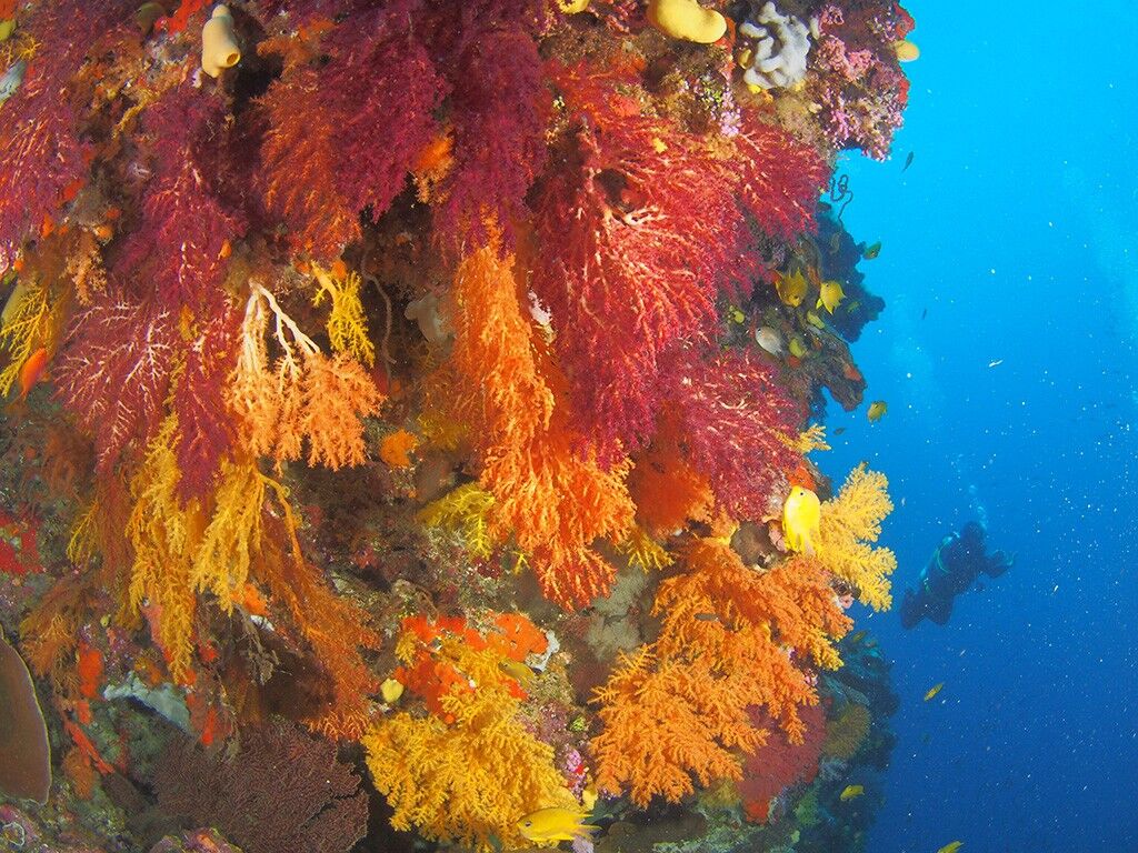 Dive Wananavu Fiji