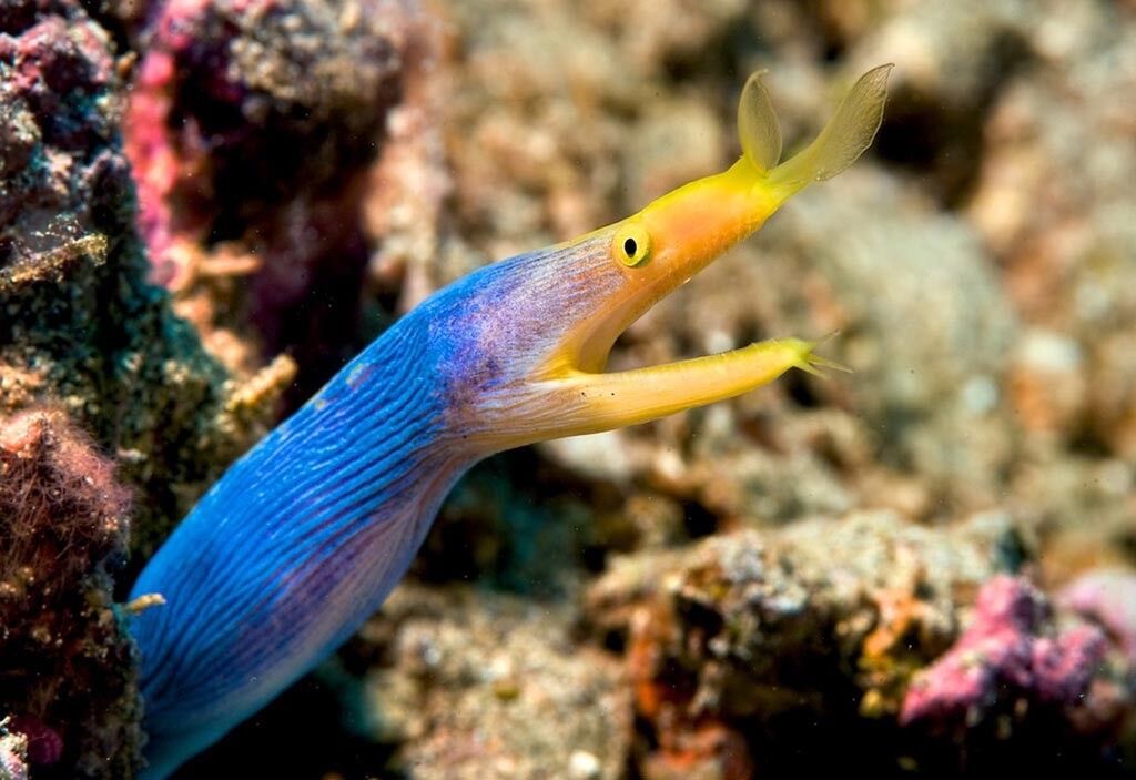 Taveuni Dive