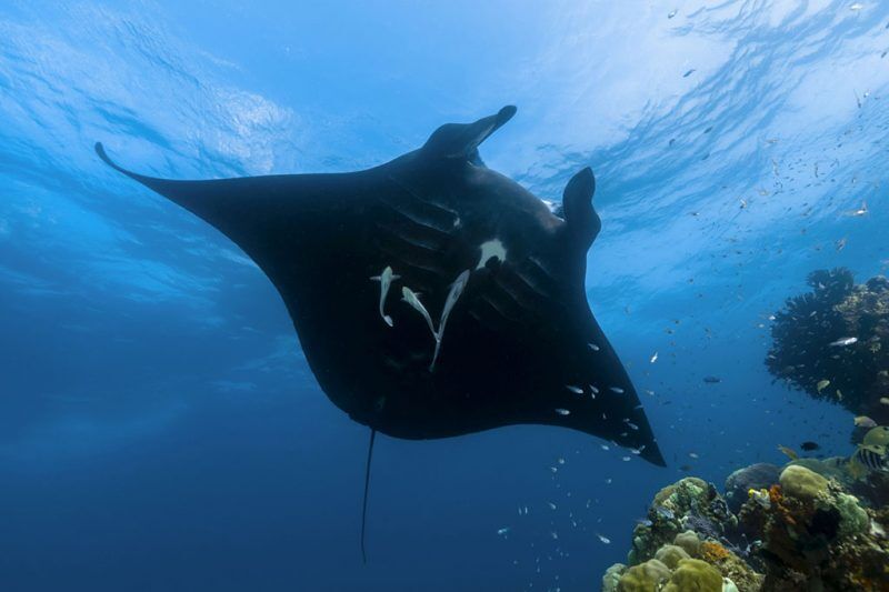 RAJA4DIVERS Tauchbasis