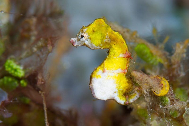 Eco Divers Lembeh