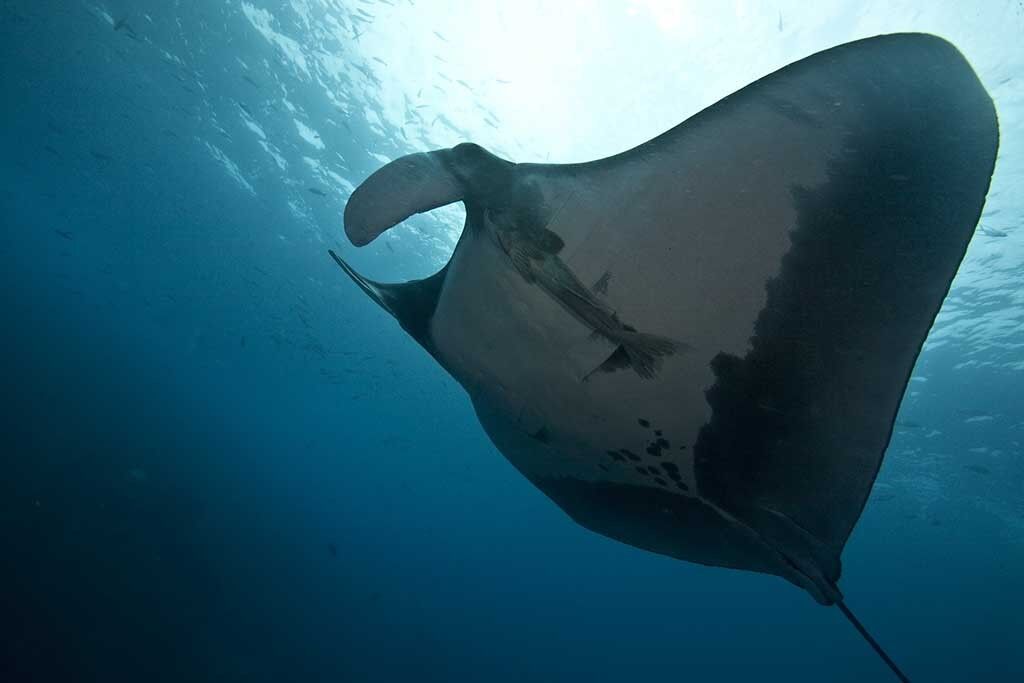Deep Blue Diving