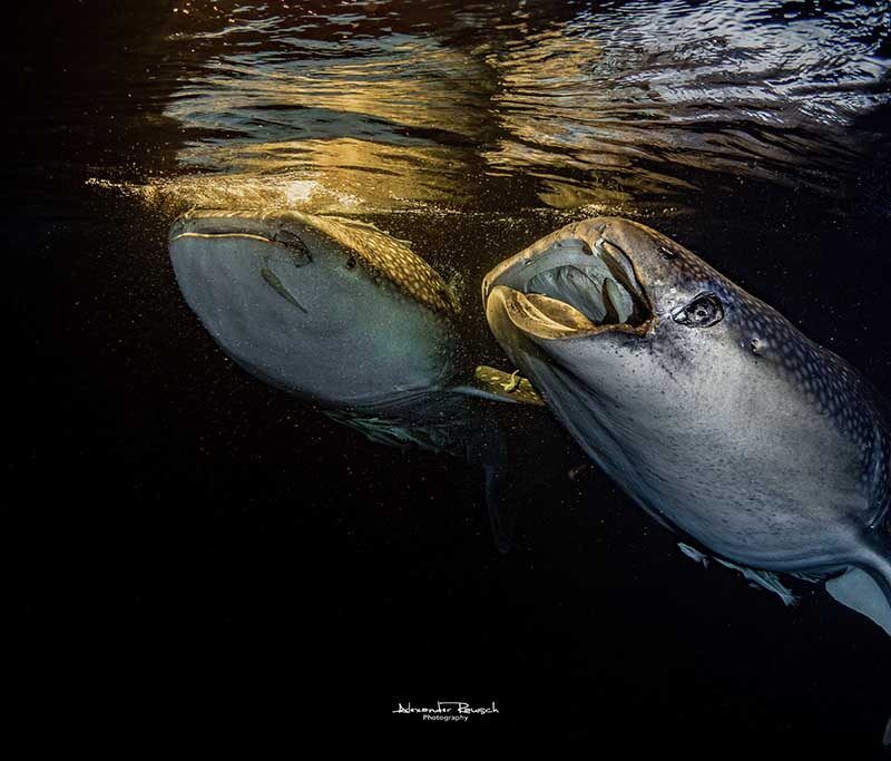 EcoPro Seascape: 10% Rabatt