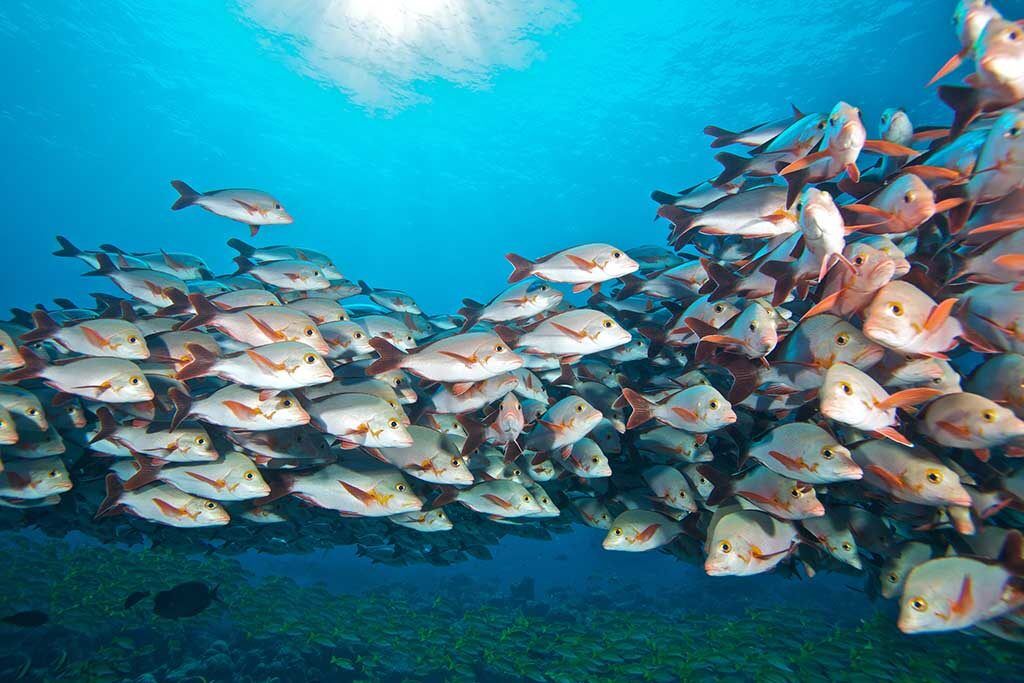 Prodivers Komandoo Island