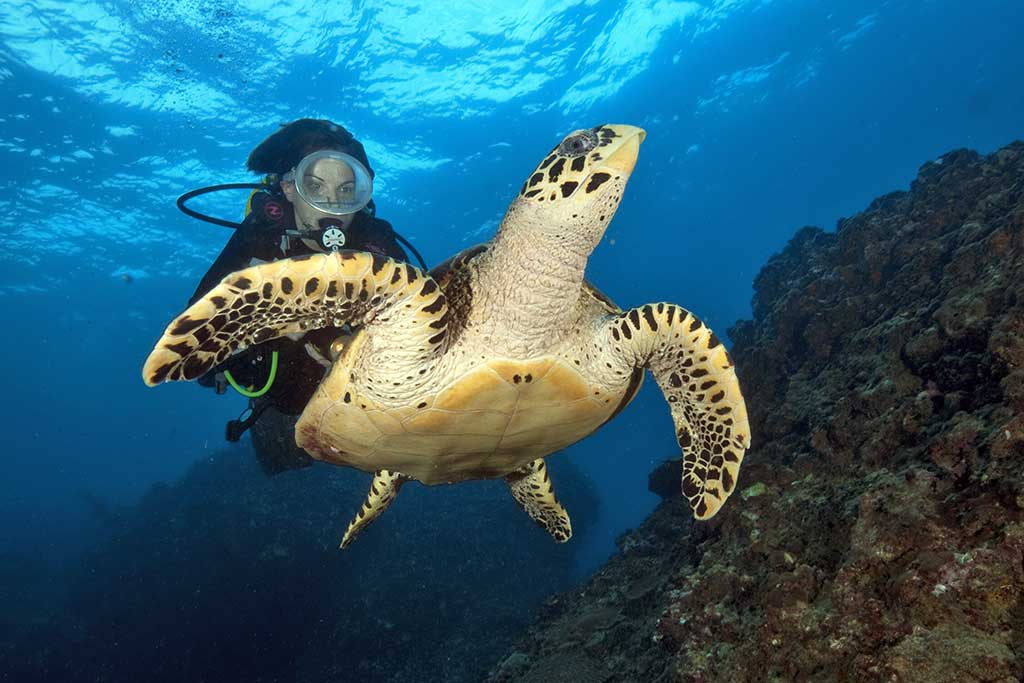 Sea Bees - Khao Lak