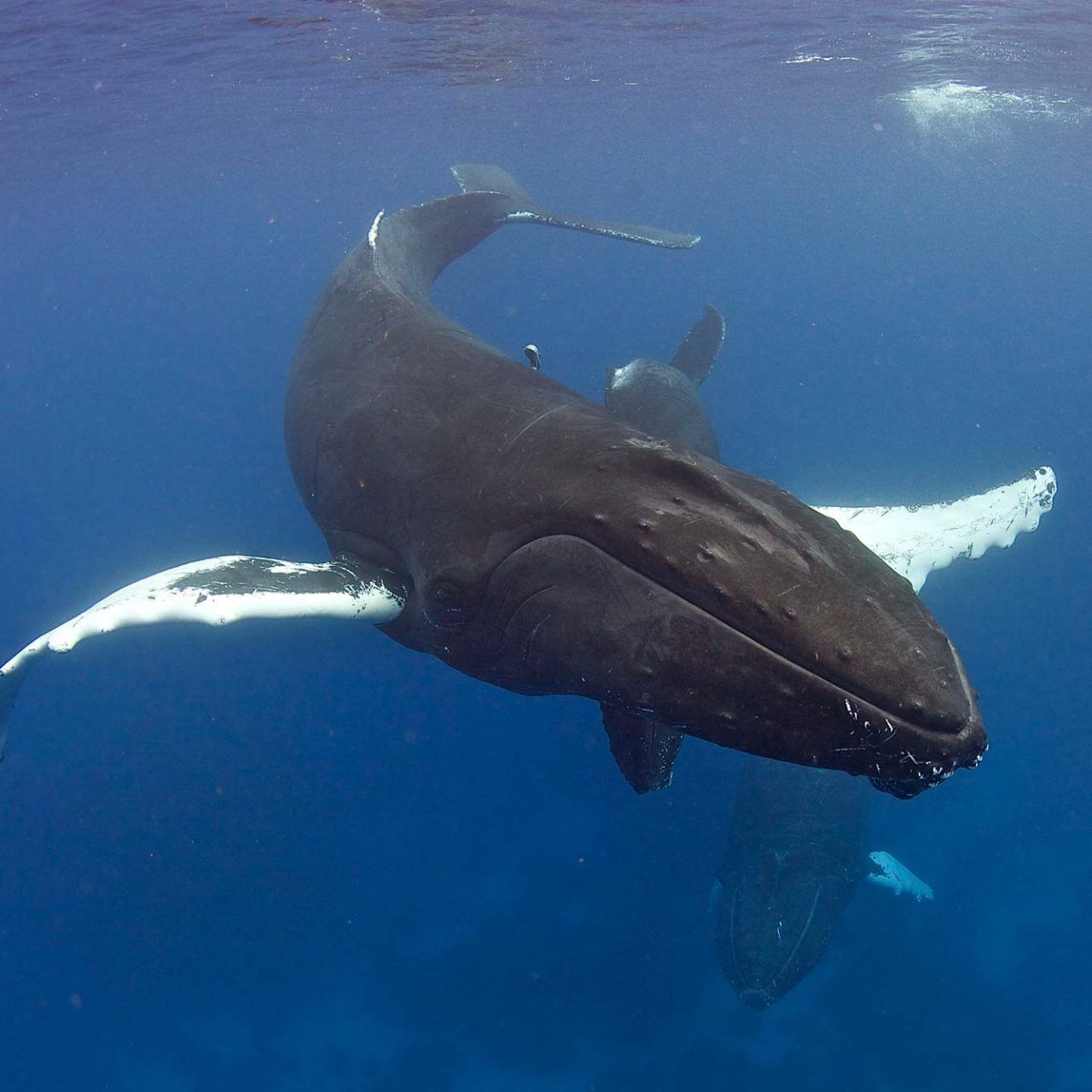 Sea Hunter - Buckelwal-Schnorchelsafaris