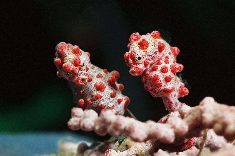 Gangga Divers - Trawangan