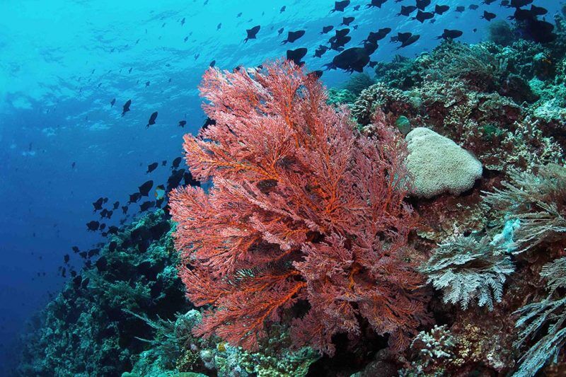 Murex Manado Tauchbasis