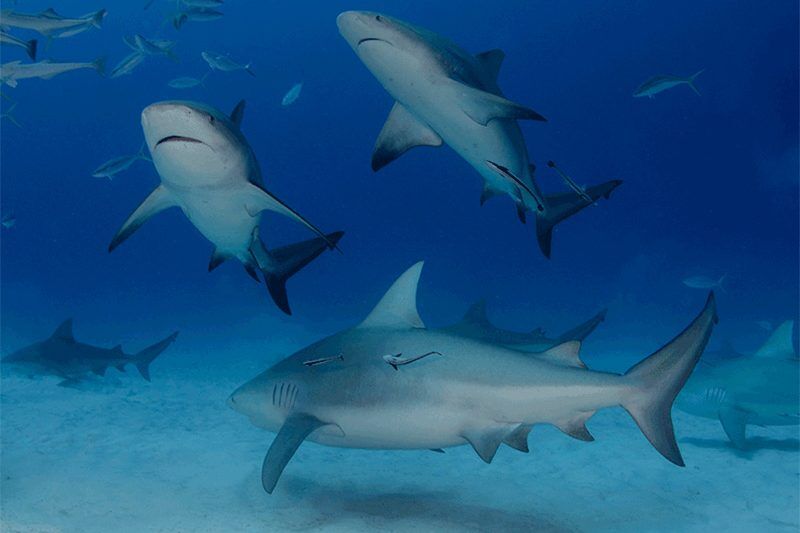 Pro Dive Riviera Maya