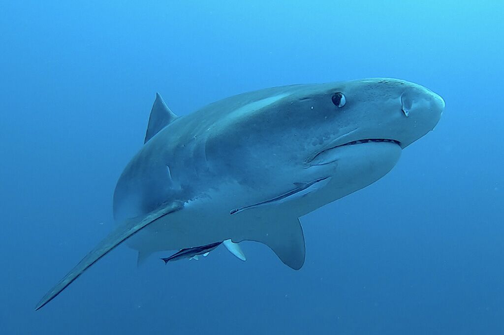 Südafrika Haisafari - Top Angebot