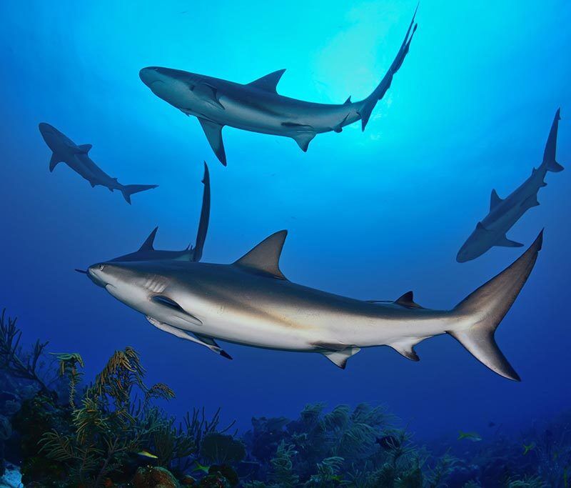 Anthony's Key Tauchbasis