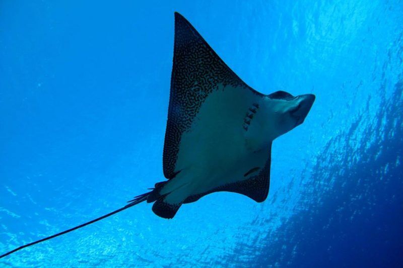 Pacific Divers - Rarotonga