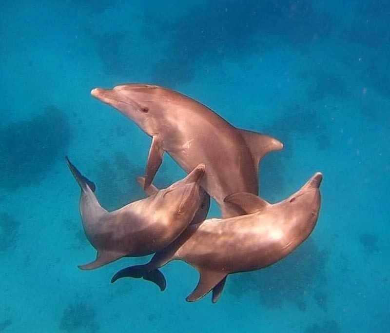 Tauchen Unter Freunden: Top-Angebot