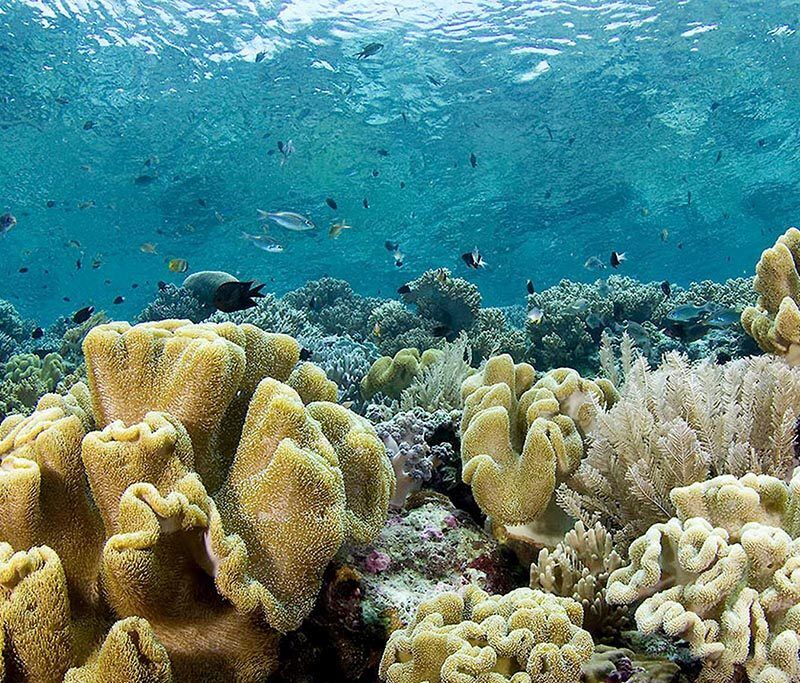 Wakatobi Dive Center