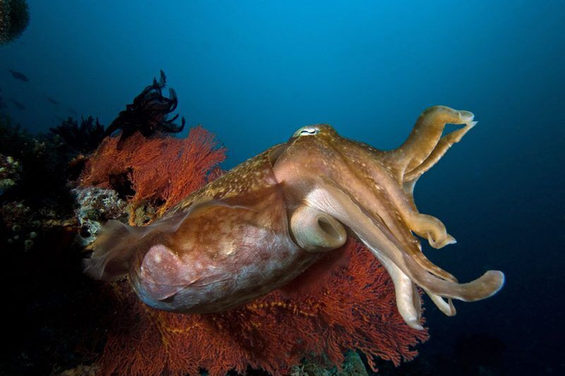 Gangga Divers - Gangga Island