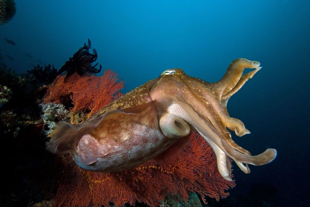 Gangga Divers - Gangga Island