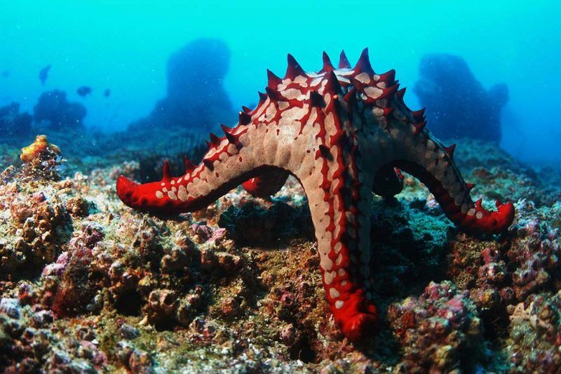 Thonga Beach Marine Center