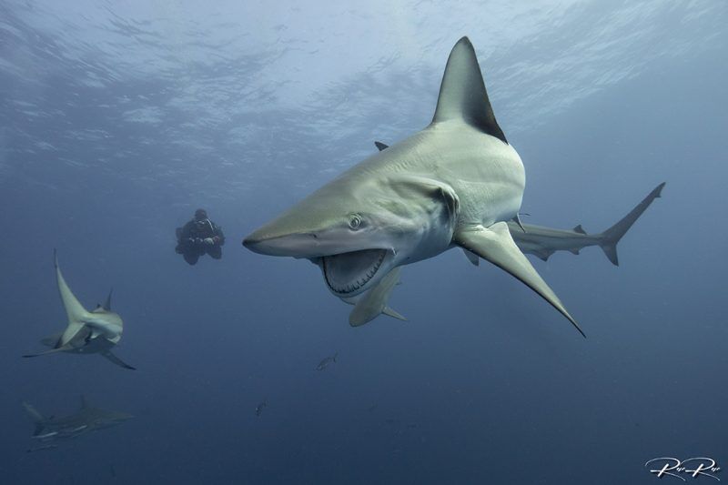 Blue Ocean Dive Center