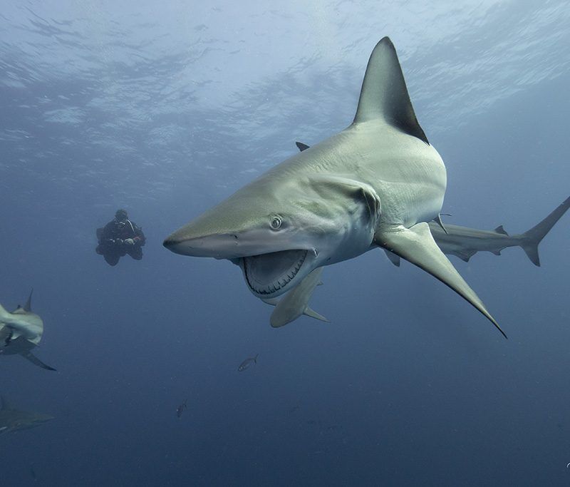 Blue Ocean Dive Center