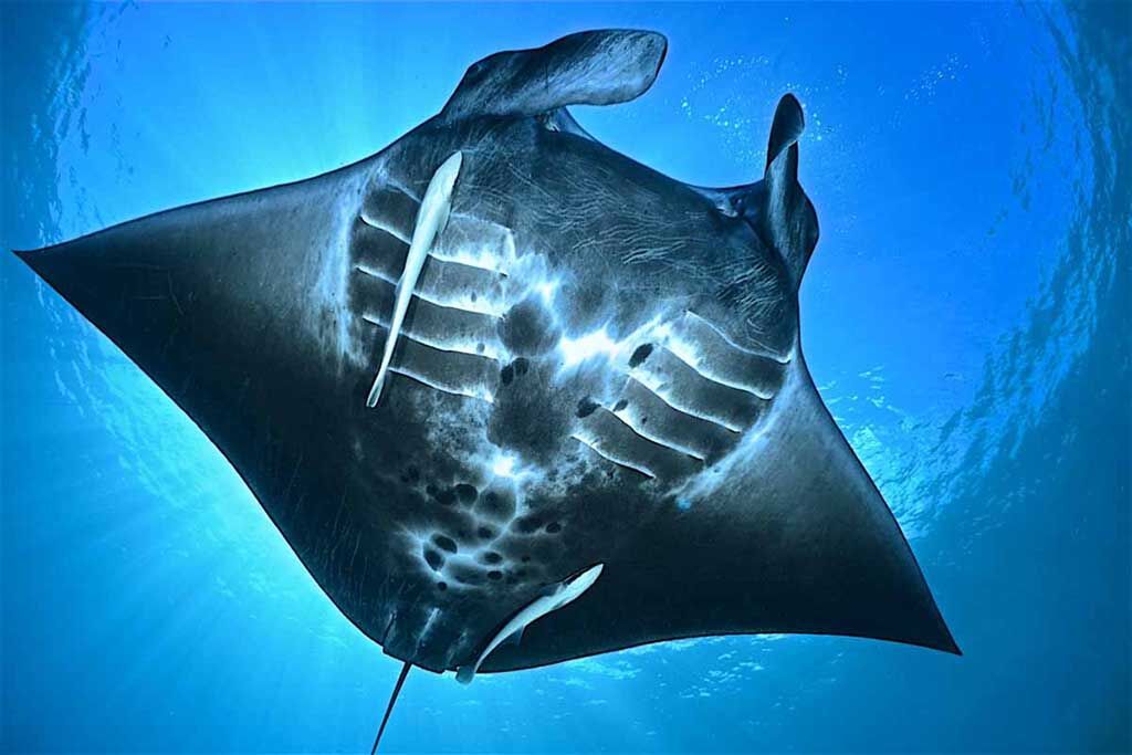 Agusta Eco Resort Tauchbasis