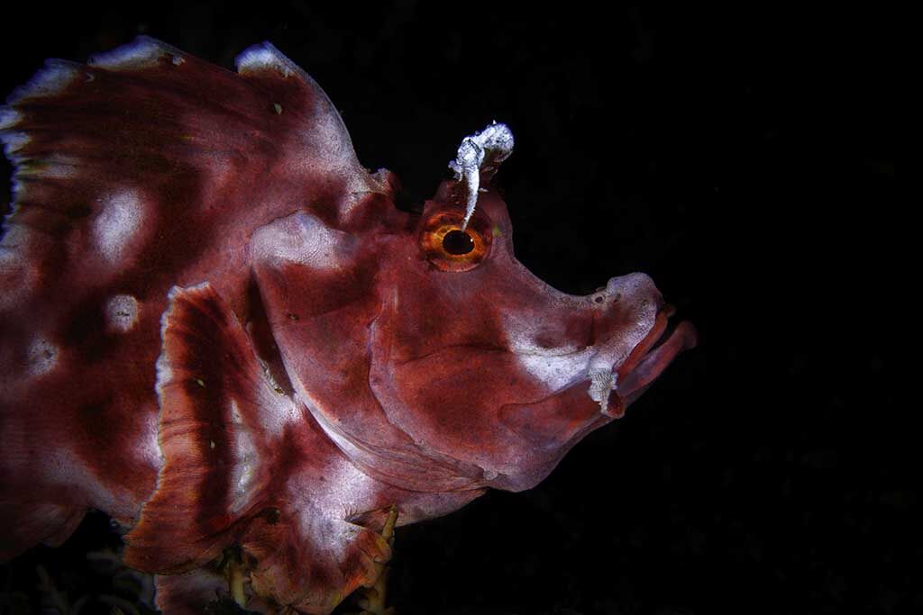 Alor Tanapi Dive Center