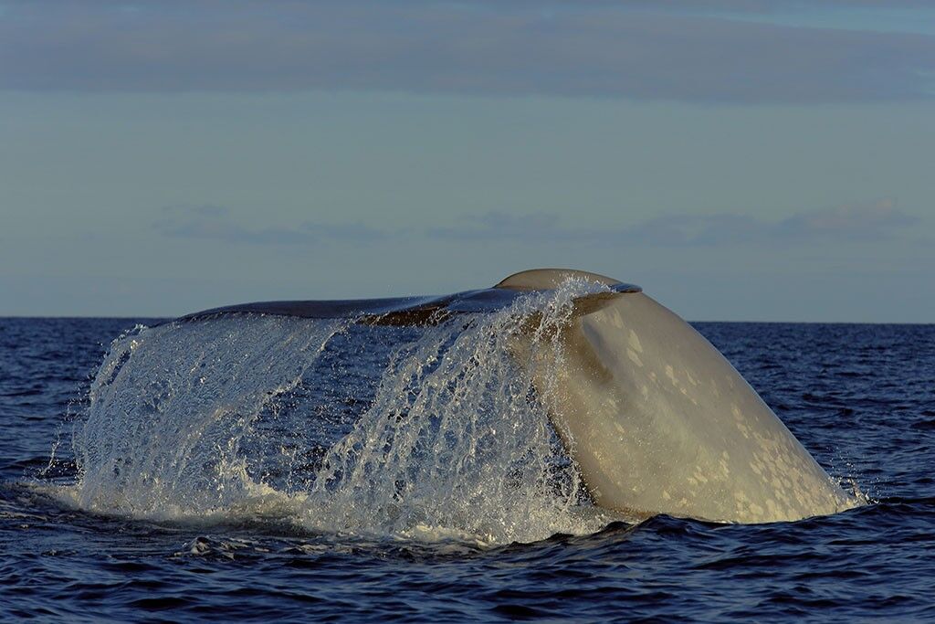 Delfin- und Walbeobachtung - Pico