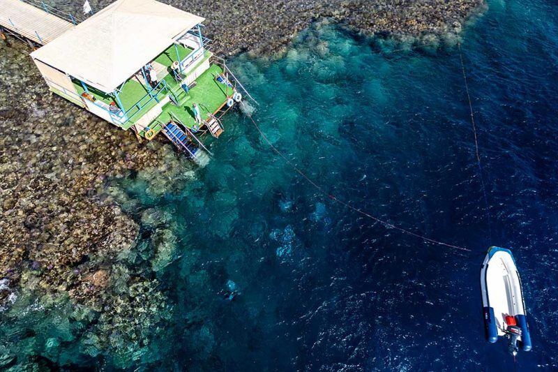 Ducks Diving Quesier