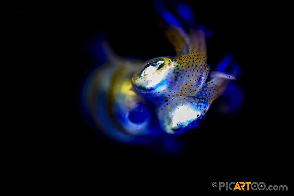 Easy Diving Tauchbasis - Sipalay