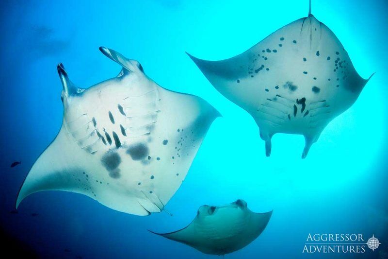 Maldives Aggressor II