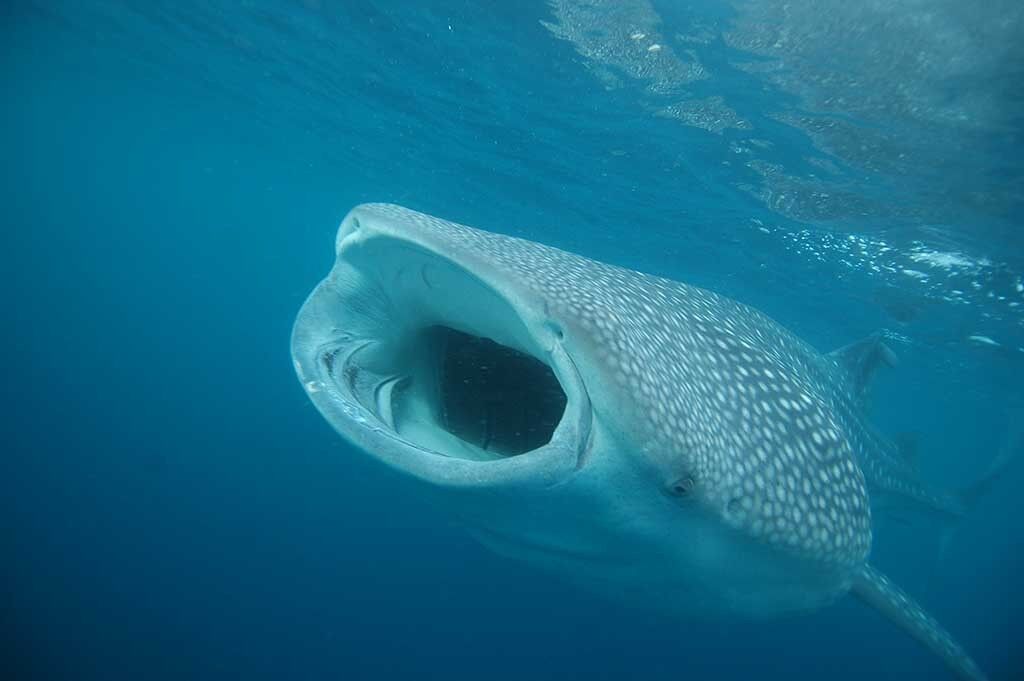 Pintuyan Dive Resort Tauchbasis