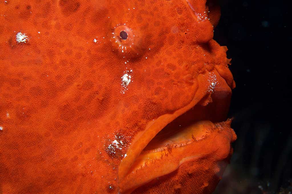 Prodivers Kuredu Island