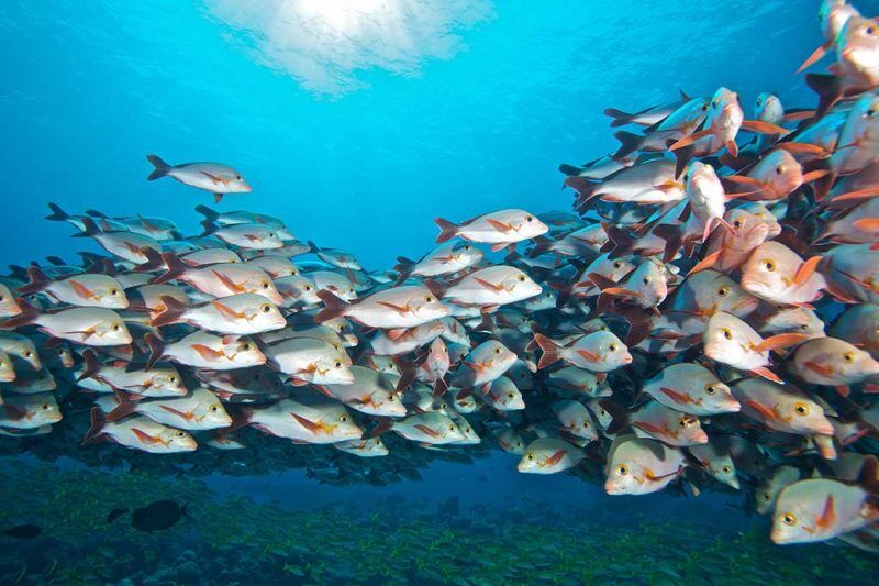 Prodivers Komandoo Island