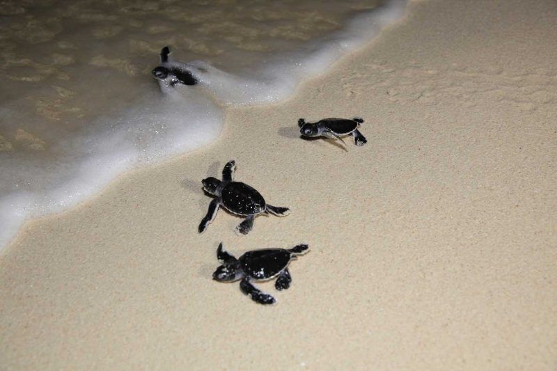 Sangalaki Dive Center