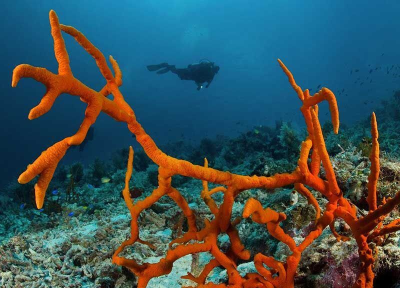 Selayar Dive Resort Tauchbasis