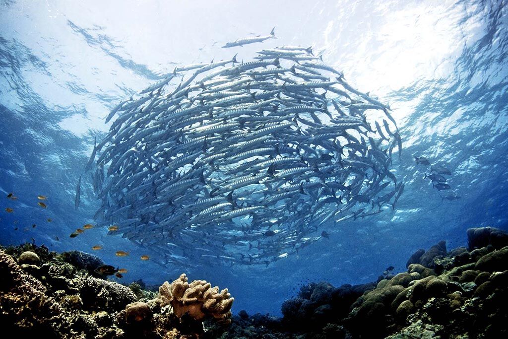 Sipadan Kapalai Dive Center