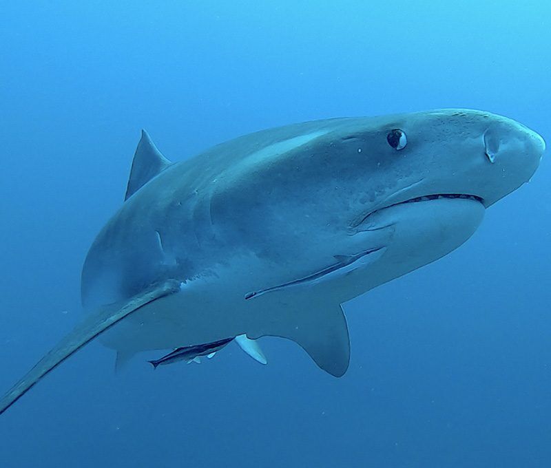 Südafrika Haisafari - Top Angebot