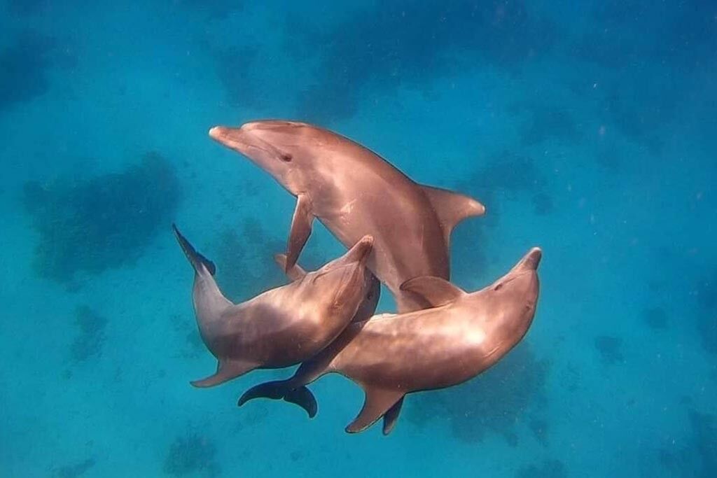 Tauchen Unter Freunden