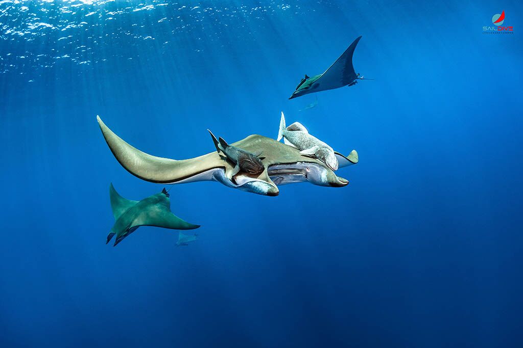 SailDive Liveaboard Azores