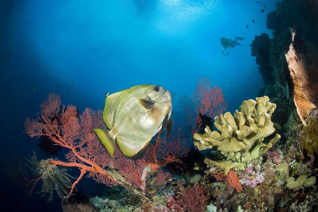 Mavi Diving Bali09