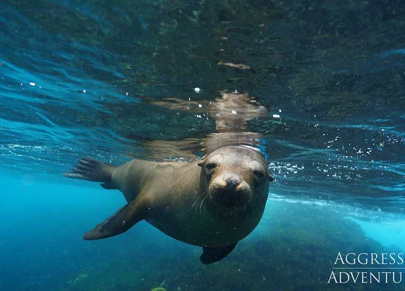 Galapagos Aggressor III