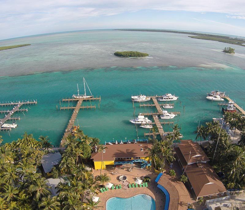 Bimini Big Game Resort & Marina - Hammerhai Tauchen 2026/2027