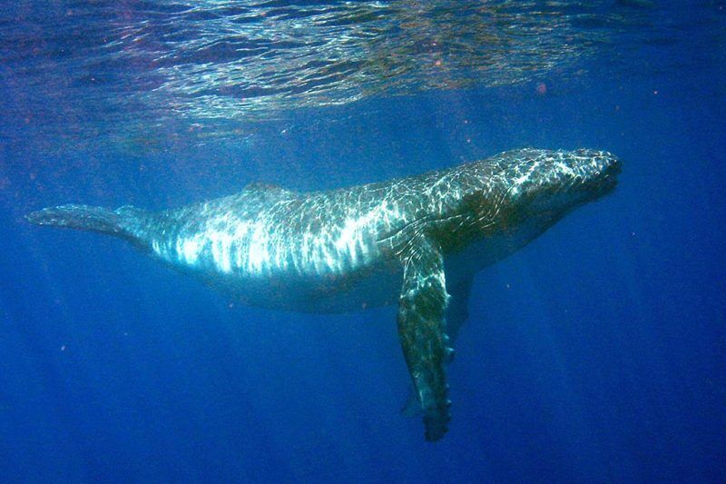 Abyss Plongée
