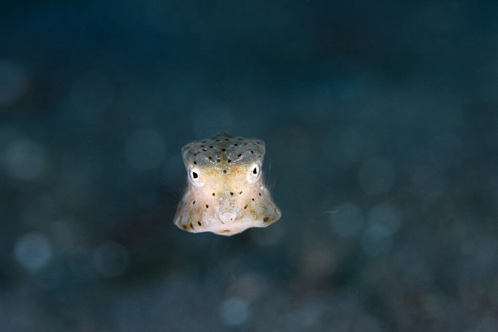 Eco Divers Lembeh