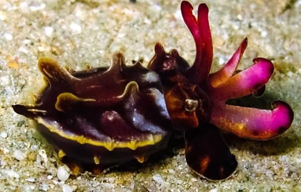 LLV Divers