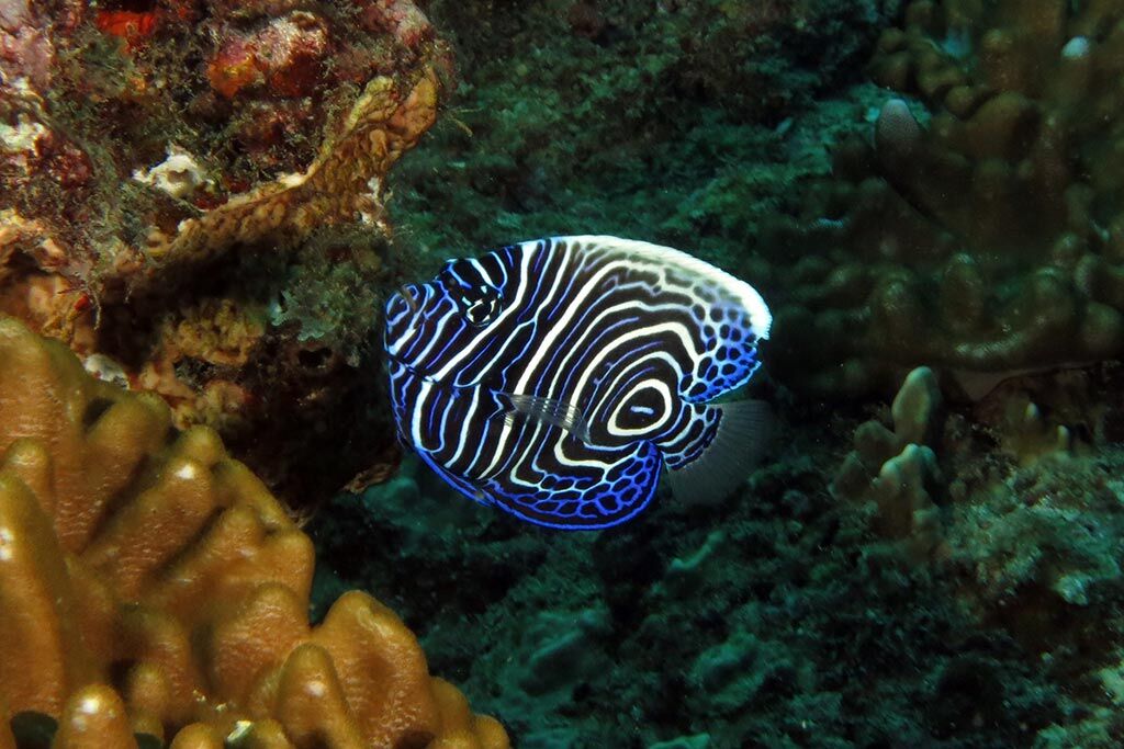Kenia Watamu Temple Point Dive Center
