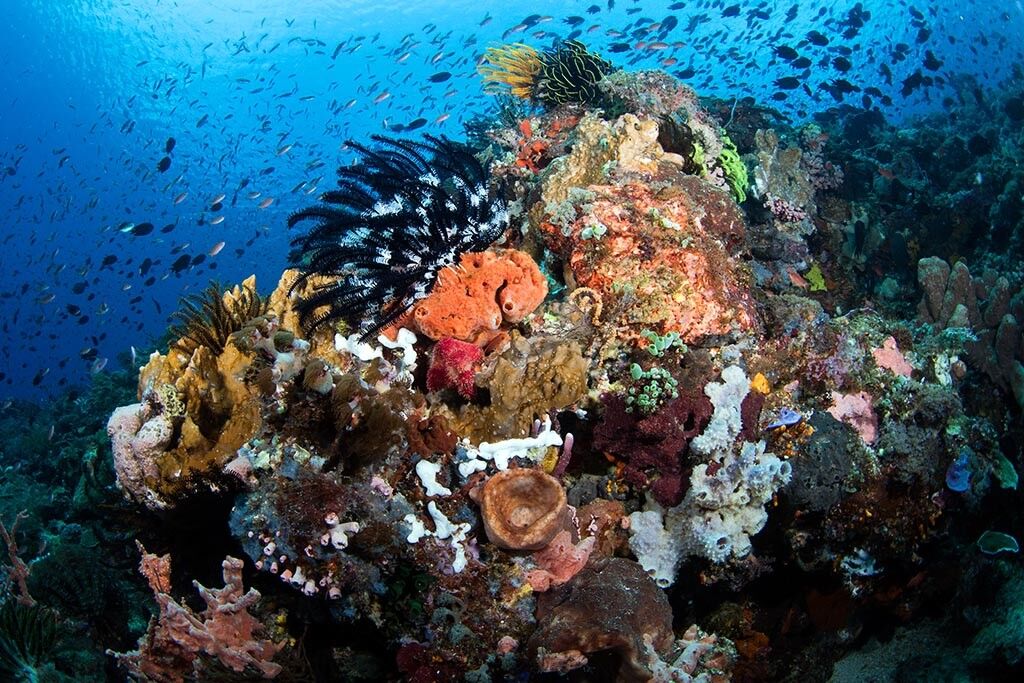 08 alami alor dive center indonesien tauchreisen