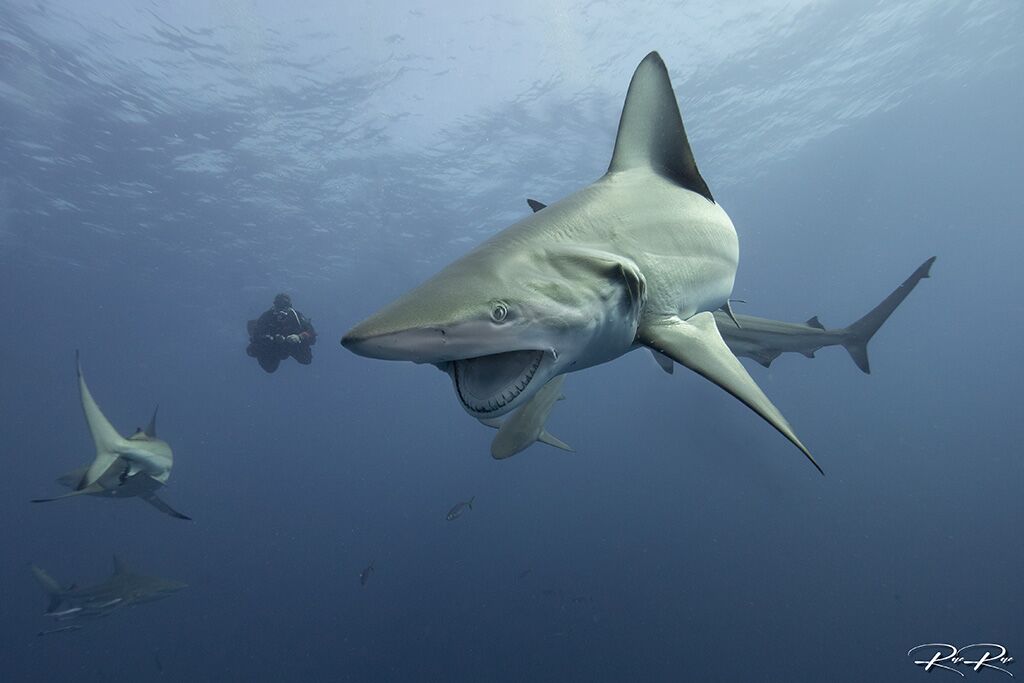19 blue ocean dive center umkomaas südafrika